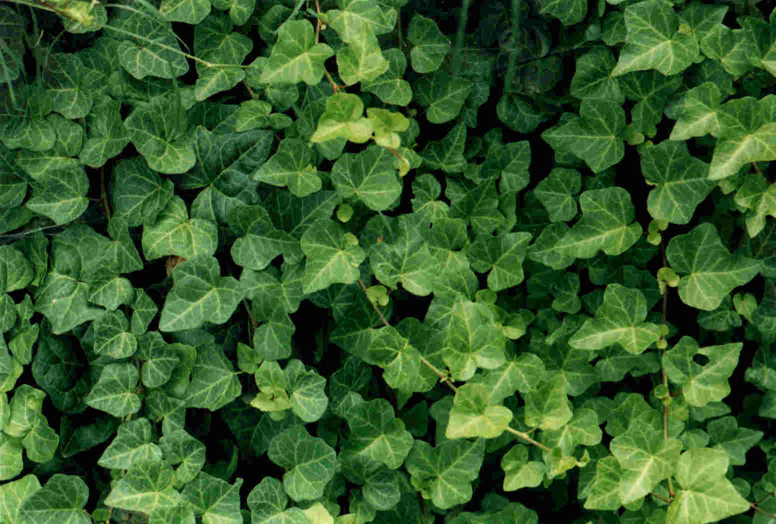 The Poison Ivy, Poison Oak, Poison Sumac Site | The site ...