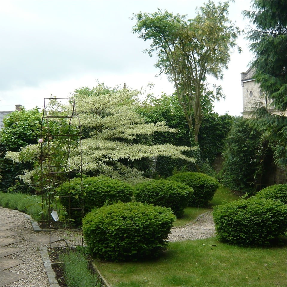 Beautiful contrasting foliage here in this Cotswold garden I designed 10 year ago.There was an accident with the wedding cake tree where it keeled over in a storm but the clever owner Colin managed to resurrect it & it's survived thankfully