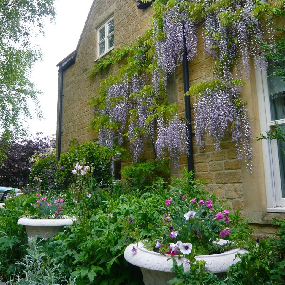 Lovely wisteria in flower on this Cotswold cottage. It's a garden I designed 10 years ao & it has just got better with time.