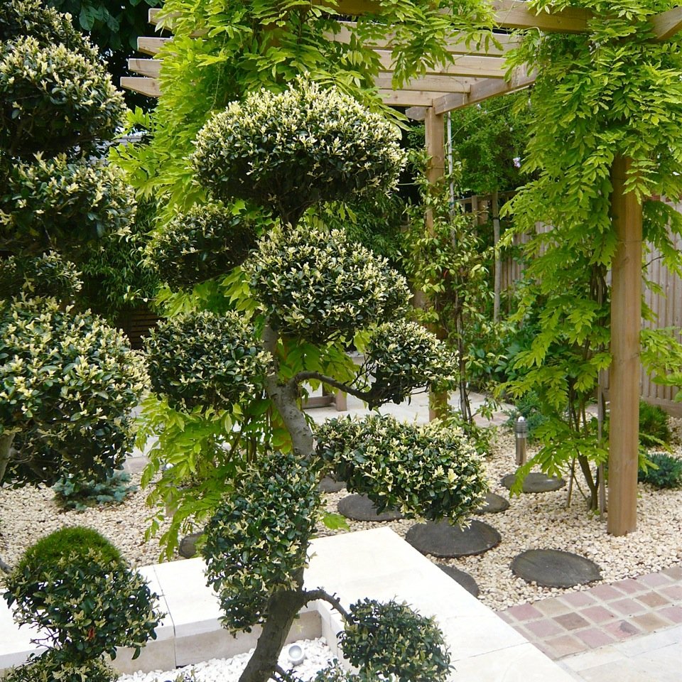 Lovely cloud pruned topiary in the Zen garden I designed in Wantage. A small town garden on a new estate