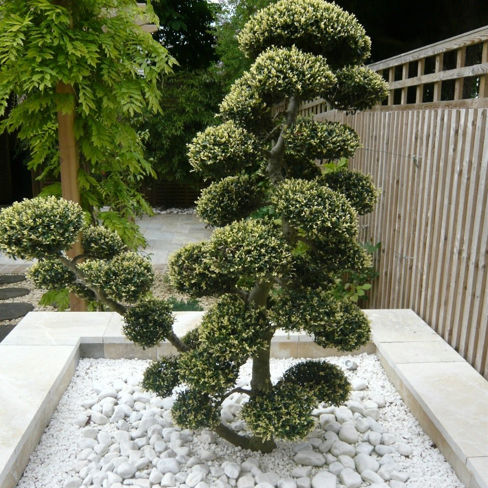 These are cloud pruned topiary pieces that really suit this zen scheme for my clients in Wantage. They look good throughout the seasons thanks to the amazing shapes