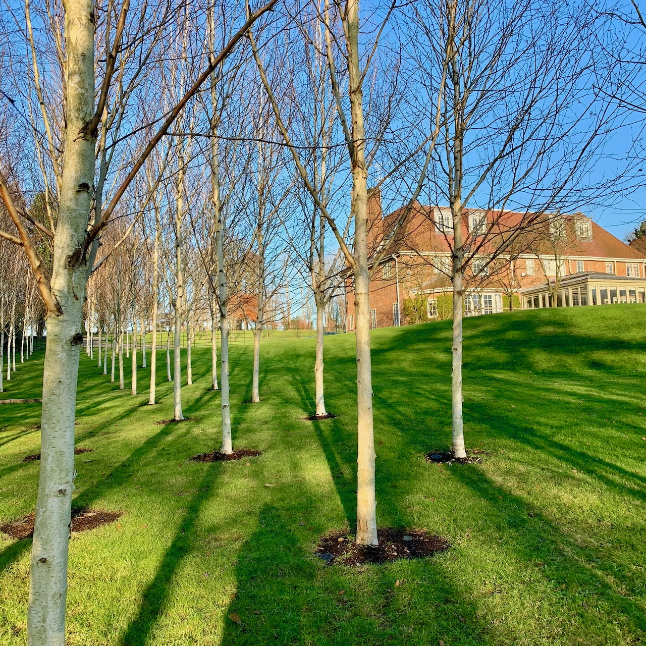 long shadows cast by the silver birch trees