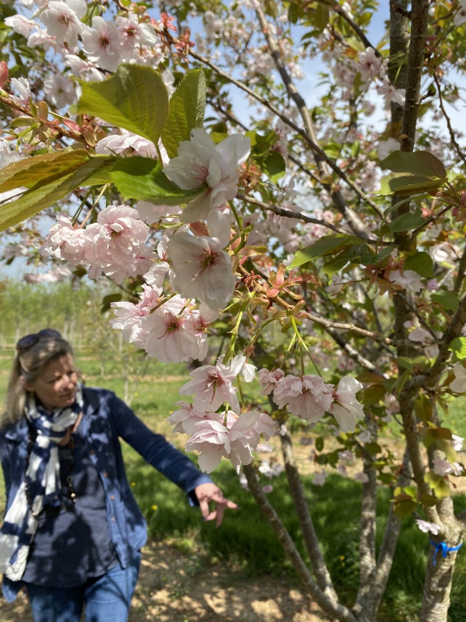 Jo Alderson Phillips selecting cherry trees at Hilliers. www.joannealderson.com