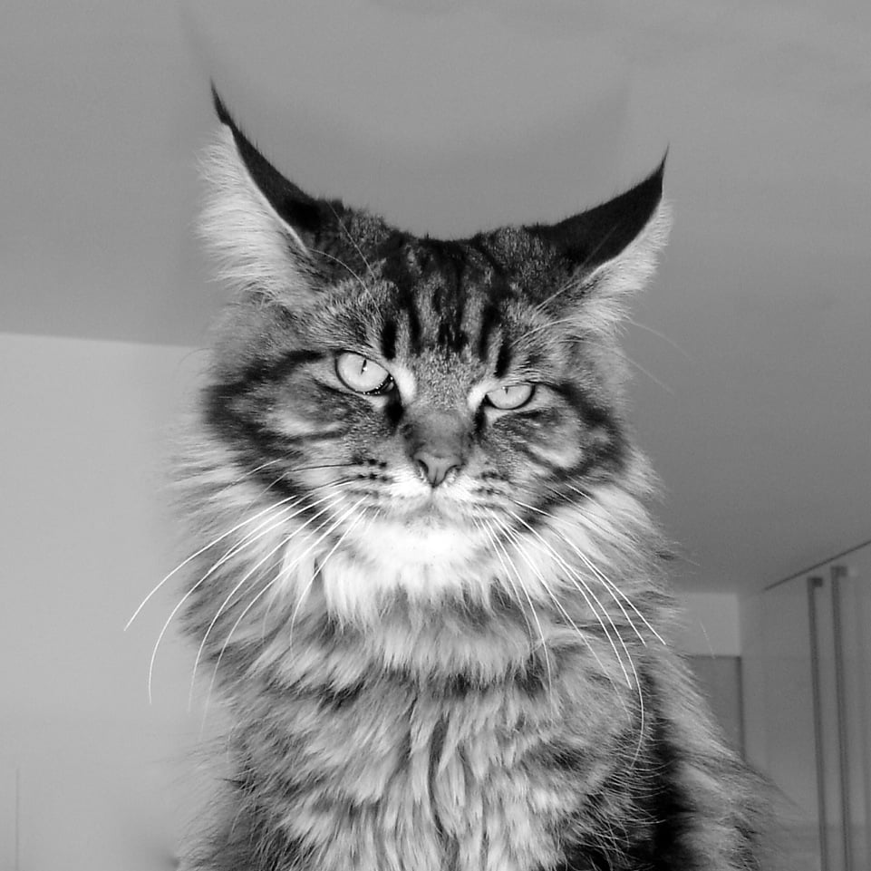 This is Dillon our Maine Coon cat whom we adore