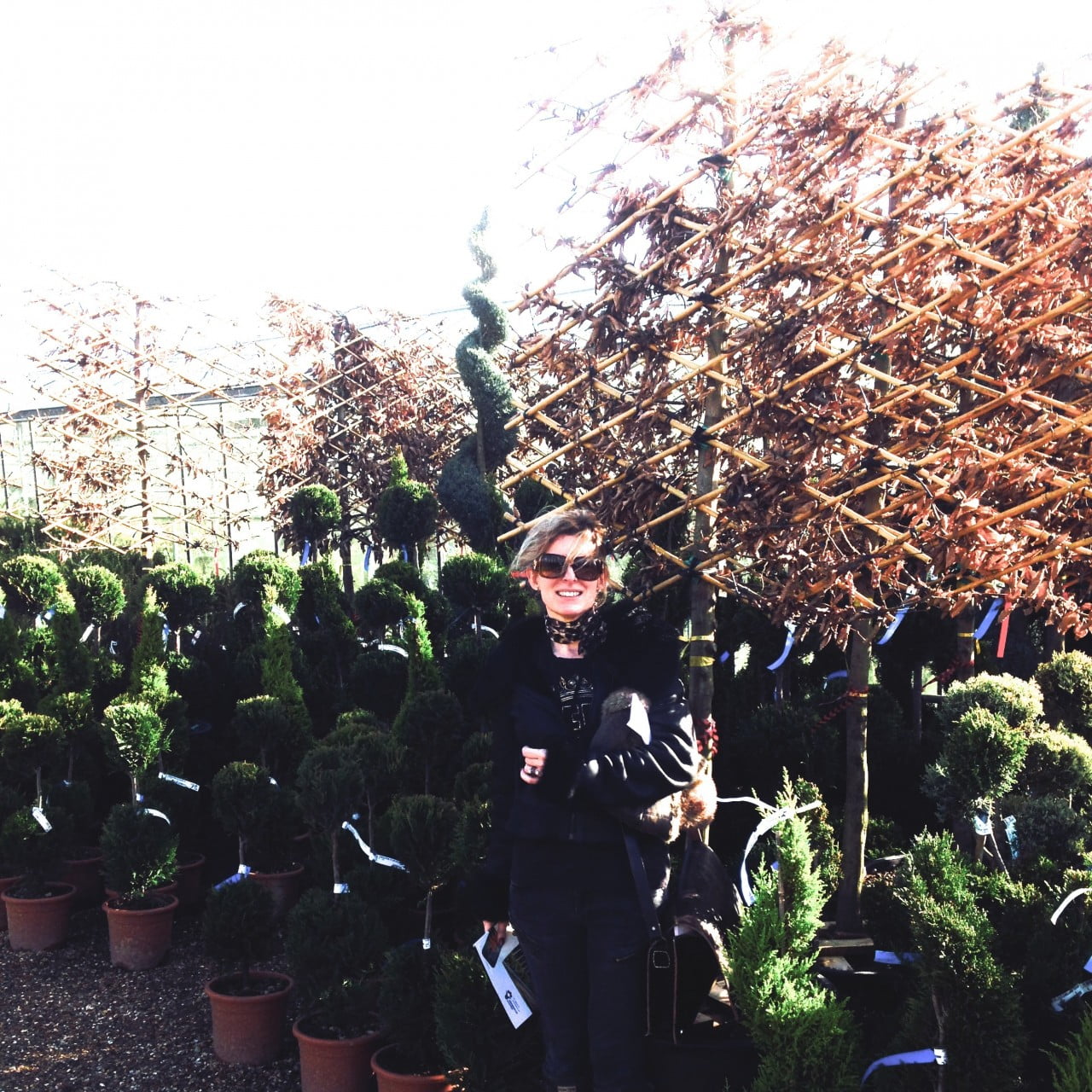 This is me at Europlants trade nursery buying pleached hornbeams for one of my clients. We were buying potted trees that day which means they can be planted at any time of the year.