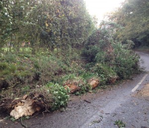 Ivy-clad-tree