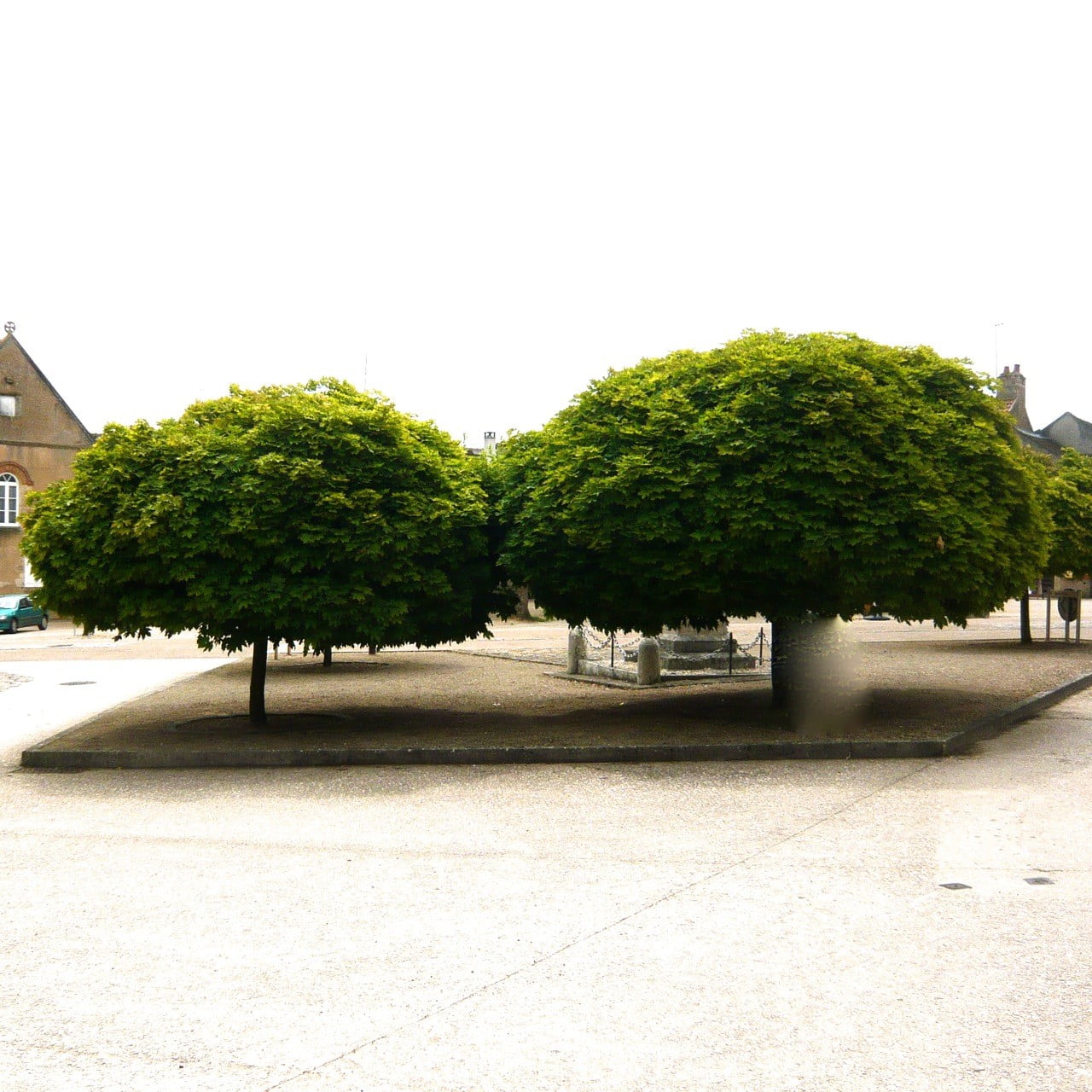 I just love these fab french trees in a smart public space in a little village. They look beautiful & provide shade too in this Provencal courtyard.