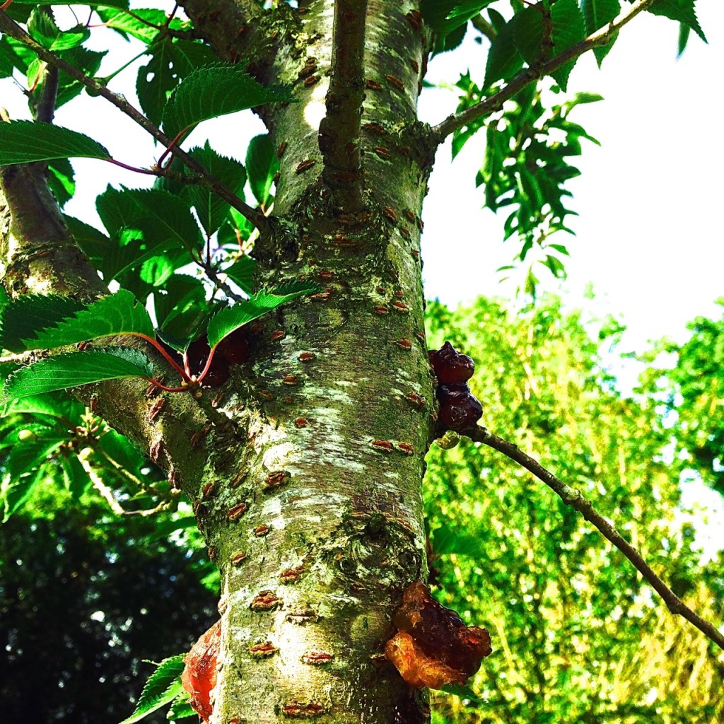 canker dieback