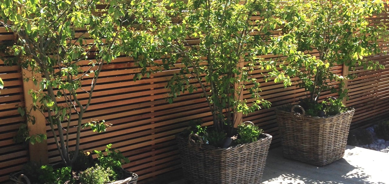 Baskets of Amelanchier trees & cedar strip fencing in this modern garden I designed for a barn conversion