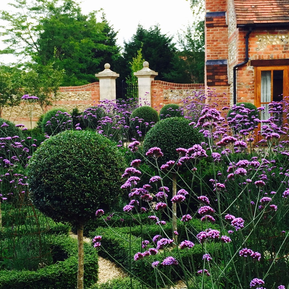 This shows the topiary & verbena bonariensis in the knot garden I designed