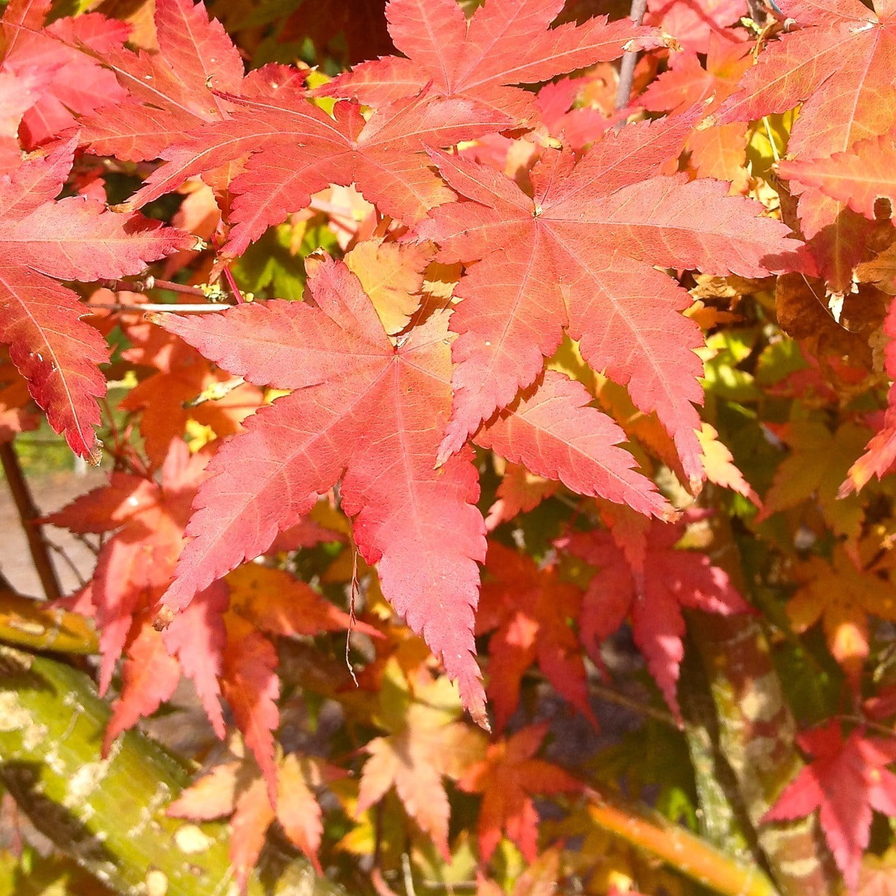 Beautiful Autumn foliage of these Acer trees we were buying for clients at Hilliers tree nursery