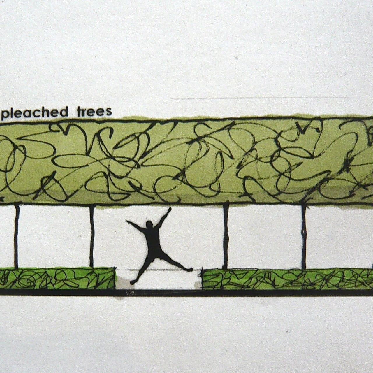 My little sketch of pleached hornbeam trees for a client