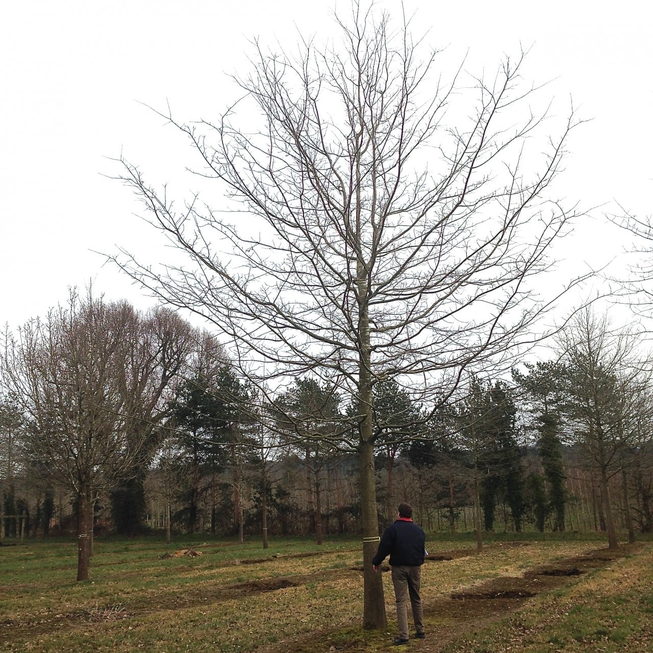 I bought this lovely oak tree from Hilliers tree nursery for my clients near Wargrave. It will be quite the showpiece when it goes in. We buy them in the field like this & whist still dormant they are dug up & transported to their new home. They wake in the spring to a new view! Providing they are carefully handled, well guyed, watered & fed they do not mind in the least