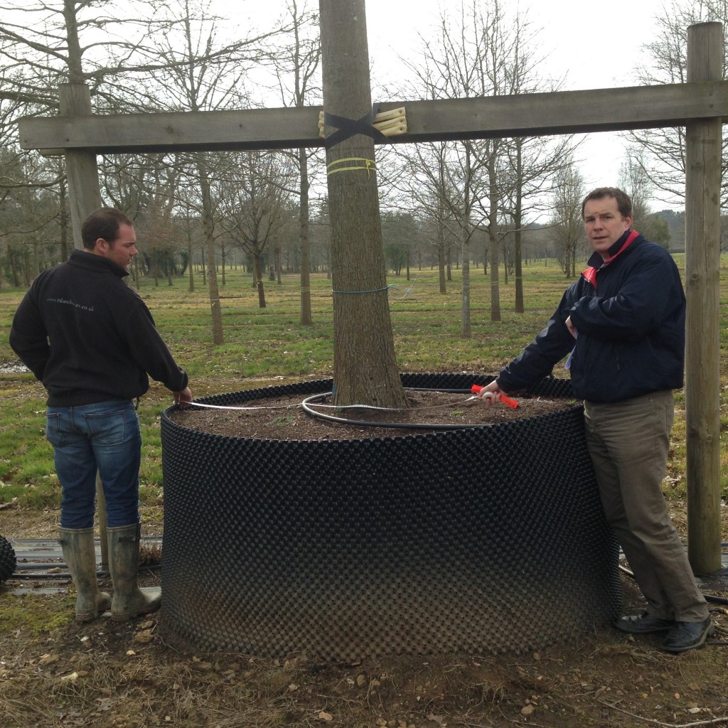 Measuring tree roots to order a suitable crane