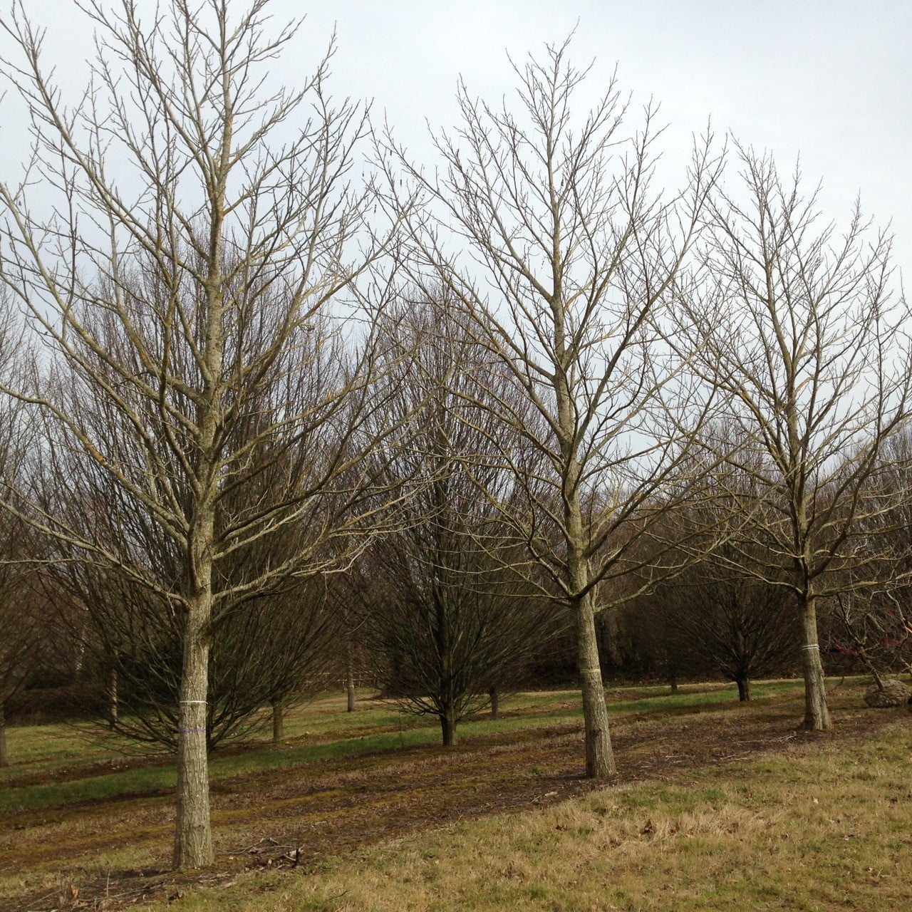 I bought these mature wing nut trees for a large estate in the Cotswolds - aren't they beautiful?