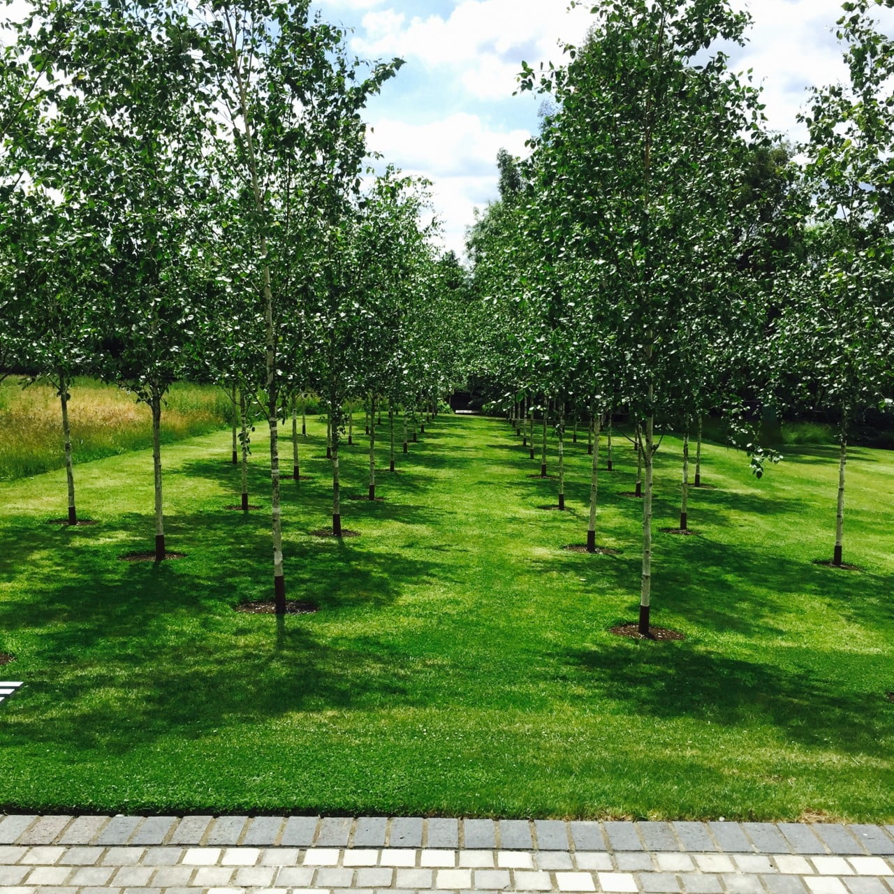 This avenue of silver birch trees is one of my favourite sightlines in this garden I designed for Jane in Buckinghamshire