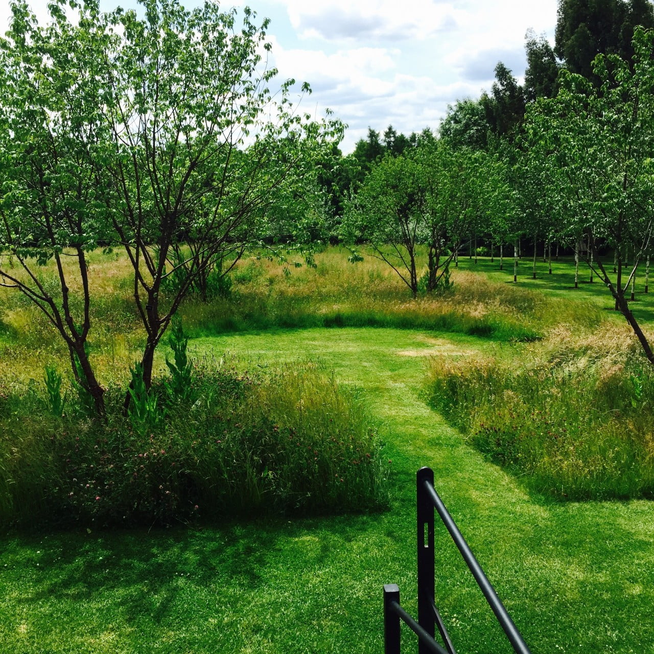 This shows the fabulous multistemmed prunus serrula trees flanking the smart circular lawn & surrounded by the wild flower meadow