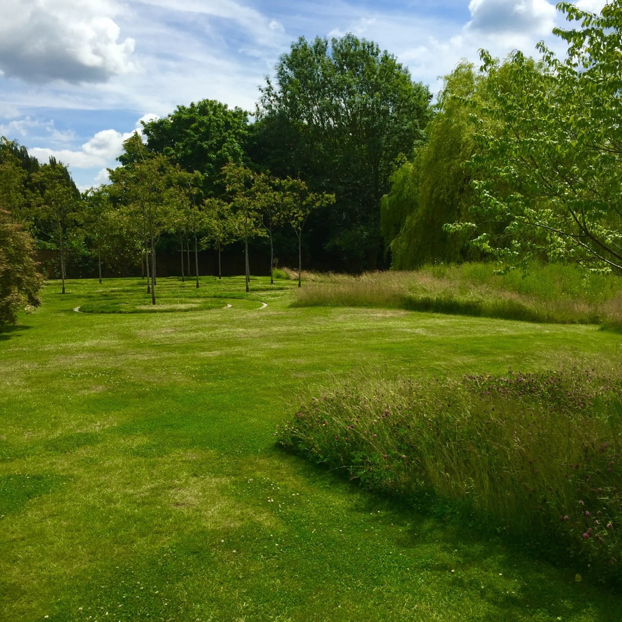 This is a view towards the winter flowering cherry trees & the wild flower meadows at my client Jane's garden