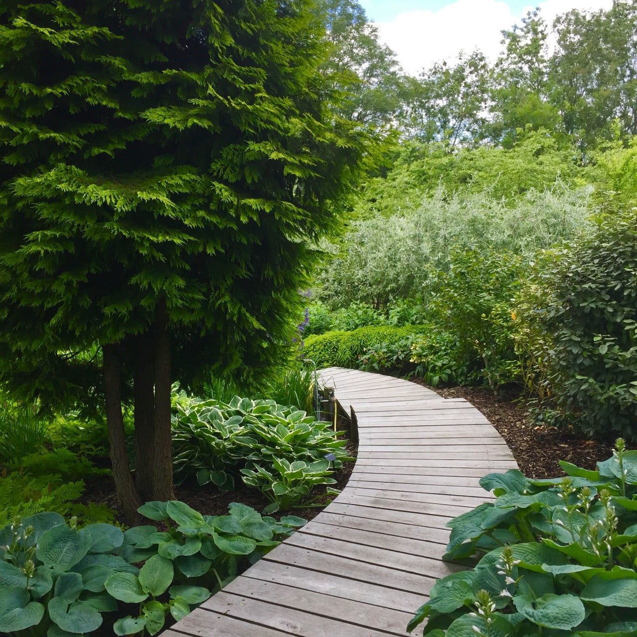 I designed the boardwalk to swing around the existing trees we decided to retain