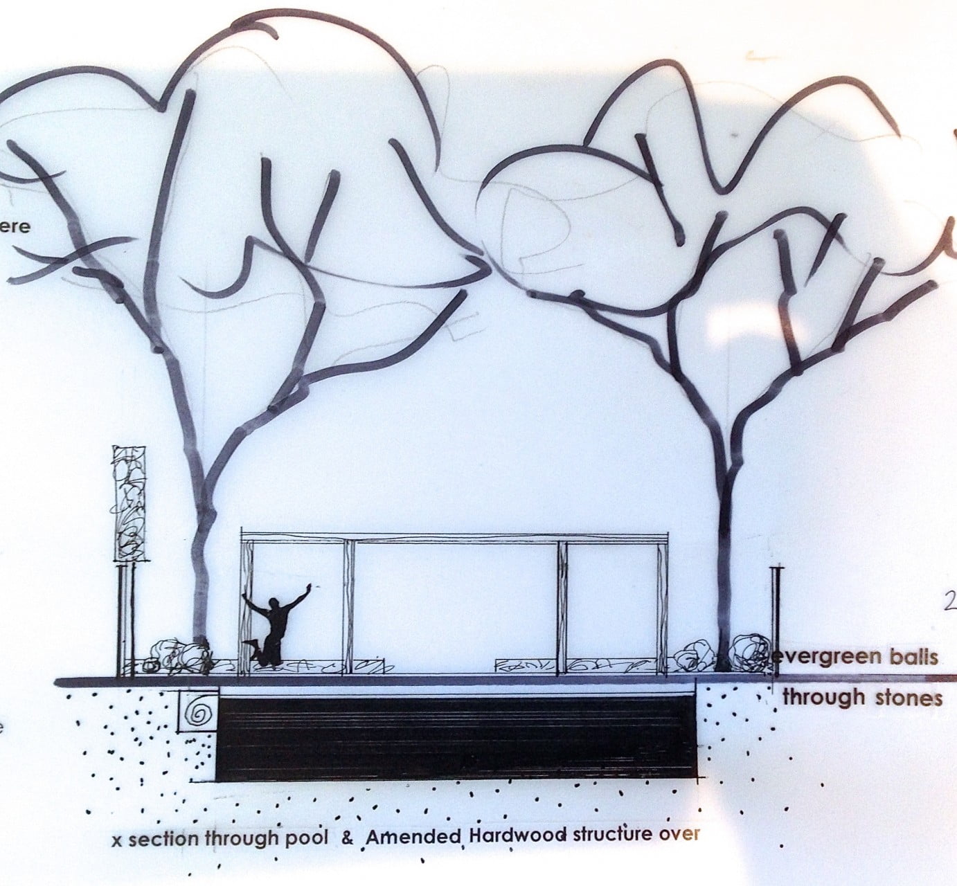 This is my drawing showing a cross section through the pool, the contemporary shade structure & the pleached trees