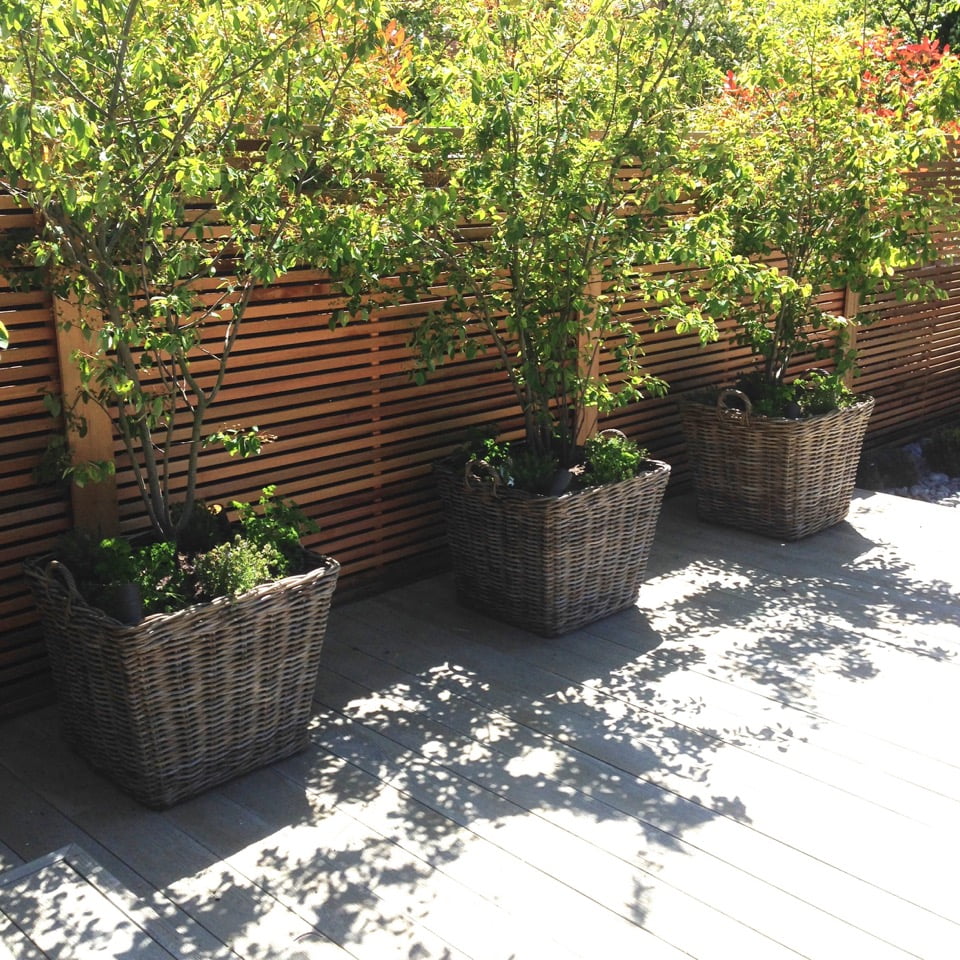 Baskets of Amelanchier trees & cedar strip fencing in this modern garden I designed for a barn conversion