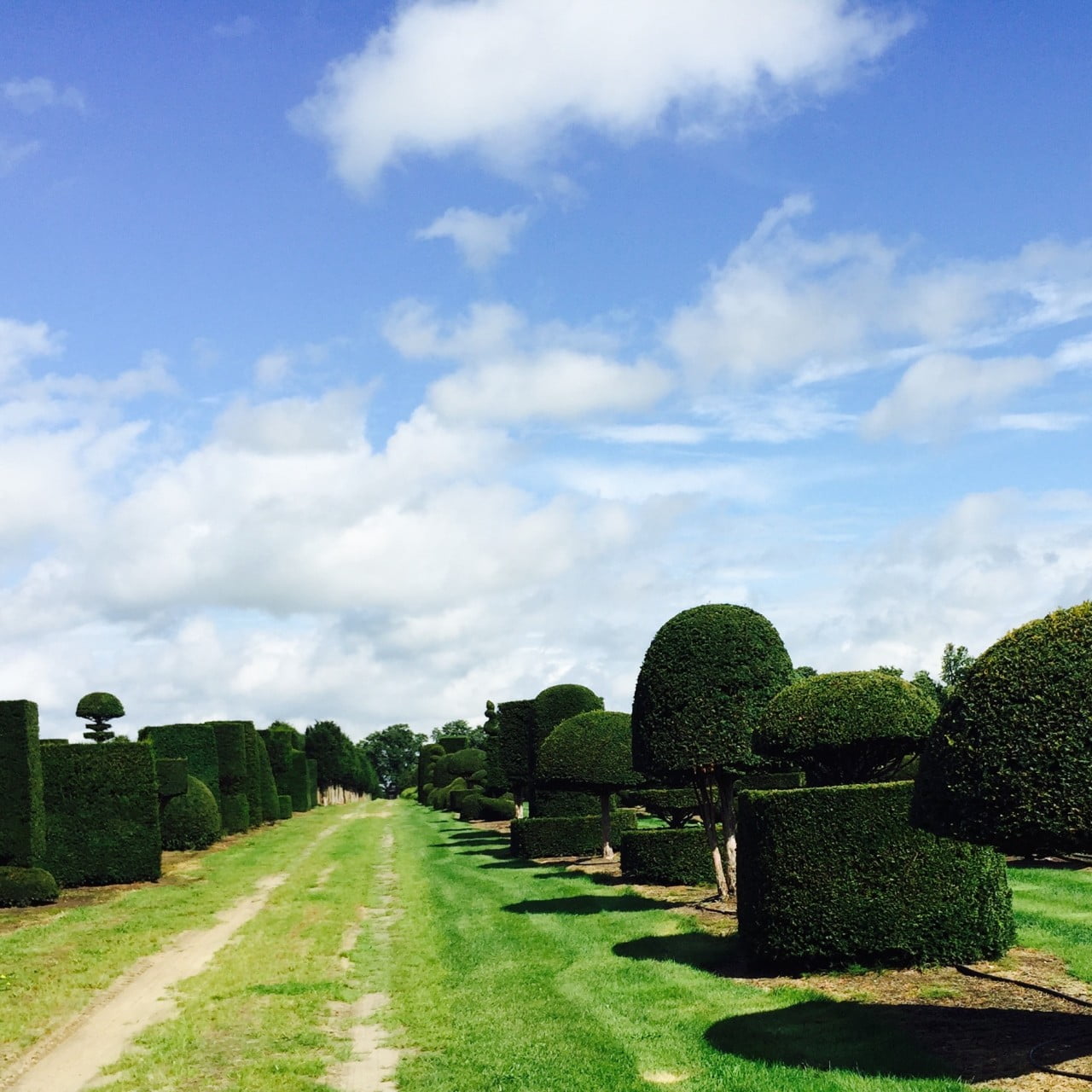 Here we are selecting topiary for clients from these fantastic yew specimens