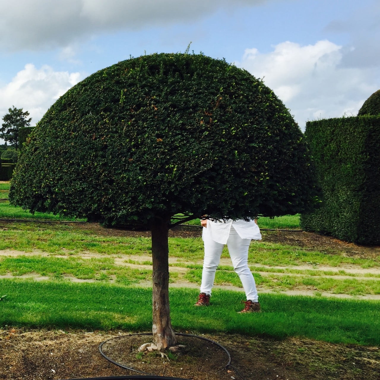 Isn't the topiary fantastic? It's growing in the field at the nursery