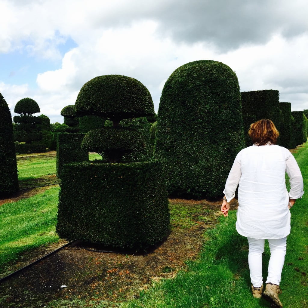 Huge Yew topiary specimens in the field that we were choosing for my clients
