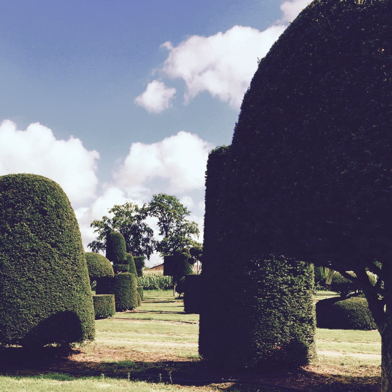 Fabulous yew topiary at the nursery in Belgium