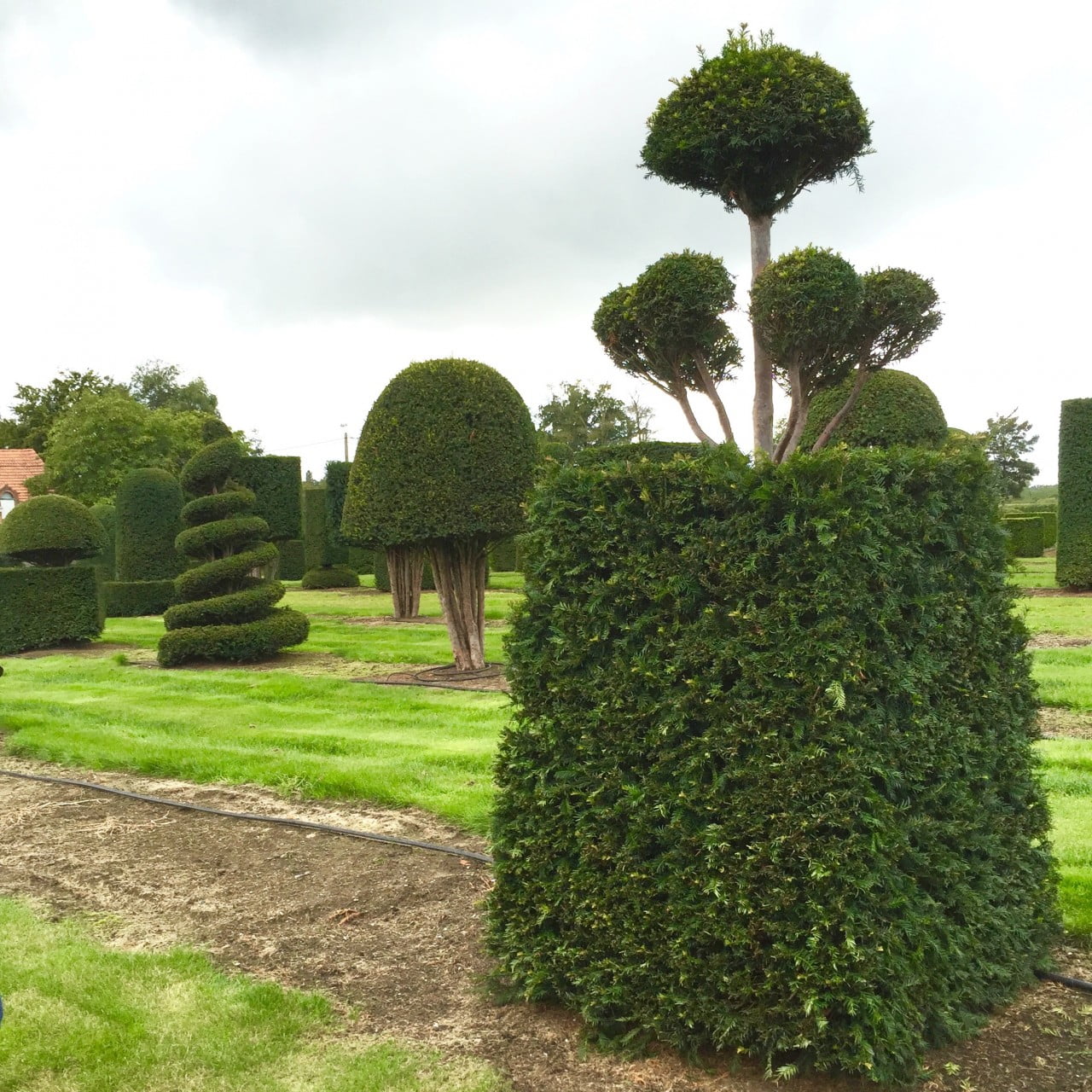 Large yew topiary specimens in quirky shapes for my clients