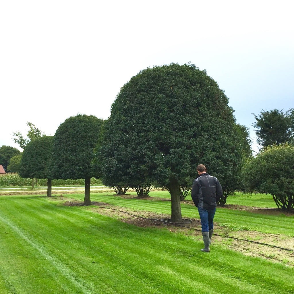 More mature formal topiary - Jo Alderson Phillips