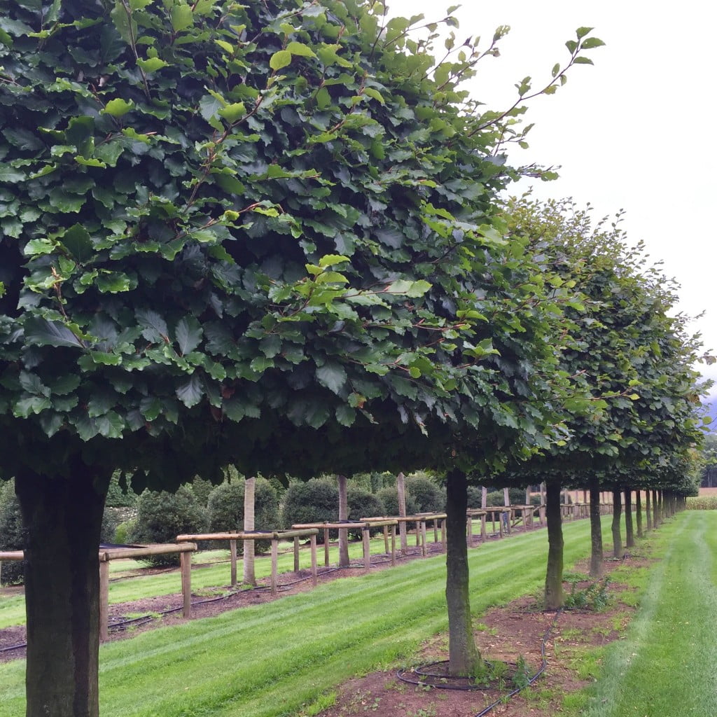 Formal beech trees in mushroom shapes - Jo Alderson Phillips