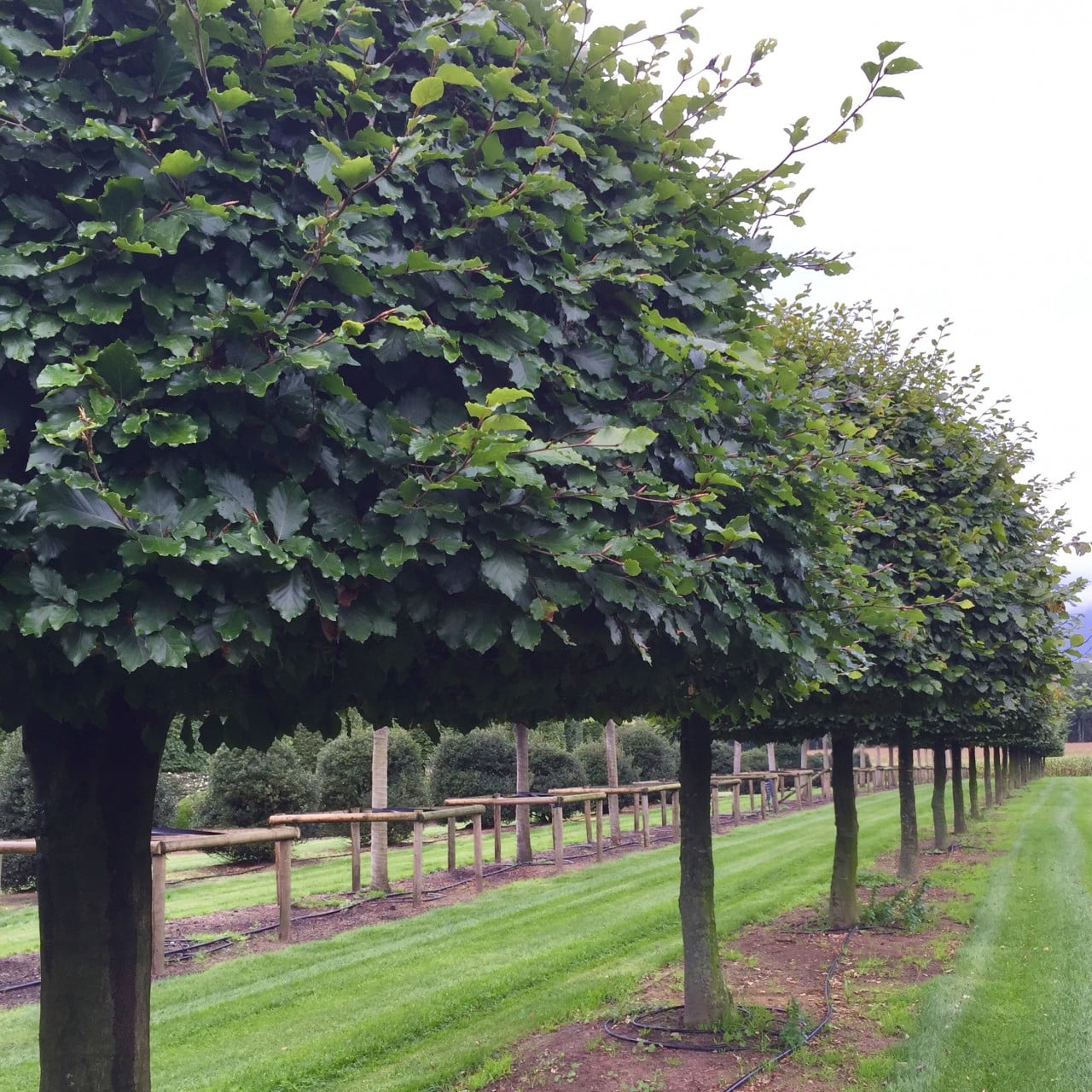 This are beautiful domed beech trees at the nursery in Belgium. Saw these on a shopping trip for my clients