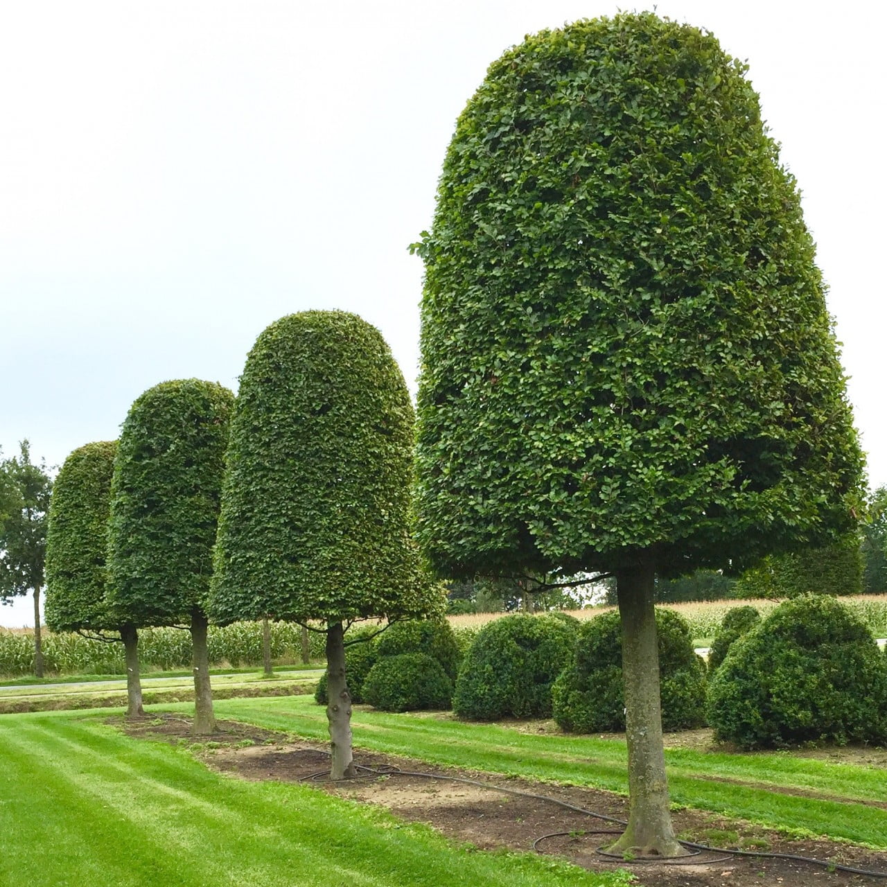 Beautiful mature topiary at the nursery in Belgium. This is hornbeam