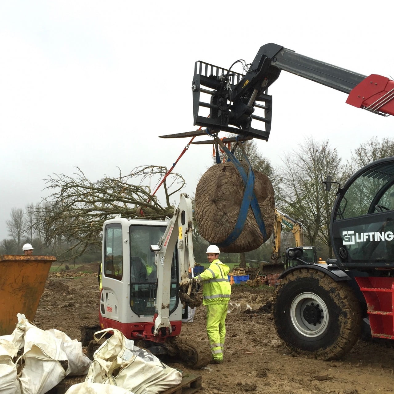 Planting the mature wingnut trees at the estate of my clients in the Cotswolds