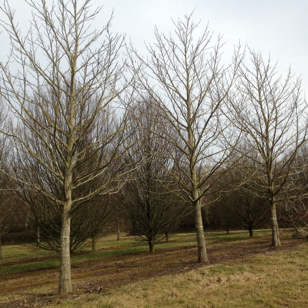 These are mature wingnut trees I chose for my clients estate in the Cotswolds