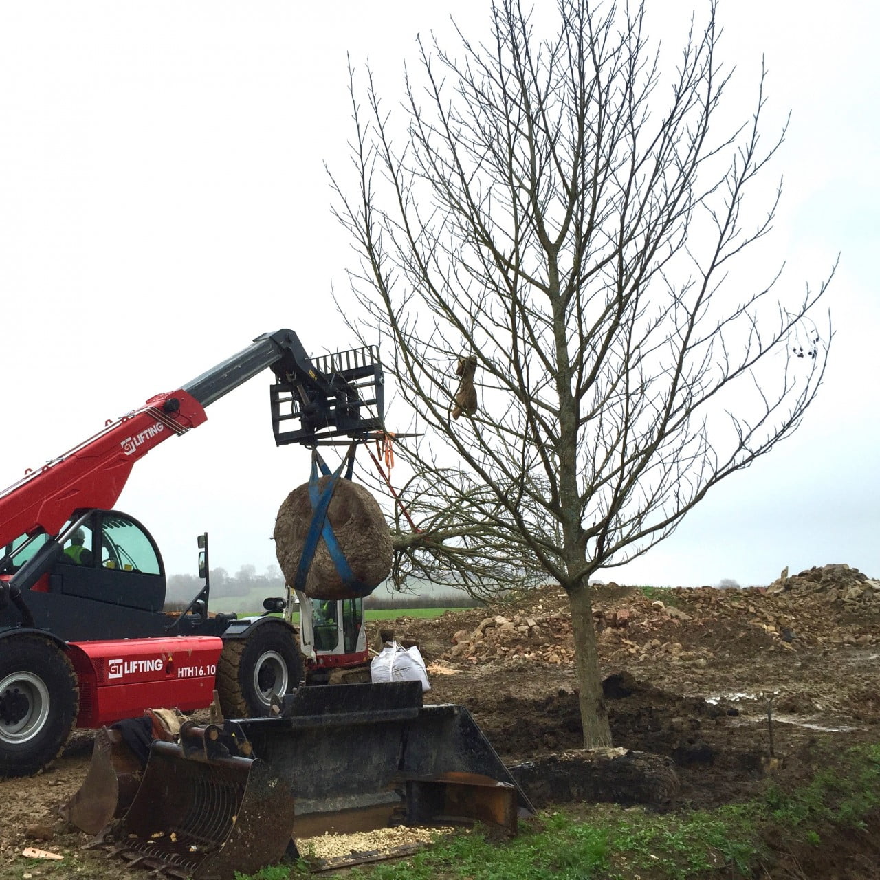 Planting mature wingnut trees by Tom & the team at the estate in the Cotswolds