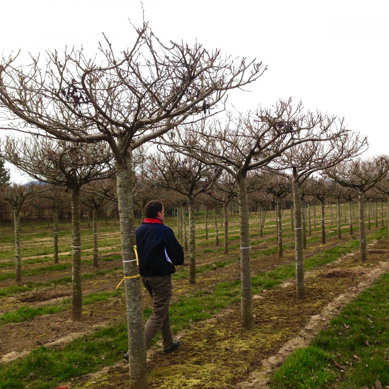 Walking around the nursery choosing special trees at Hilliers nurseries