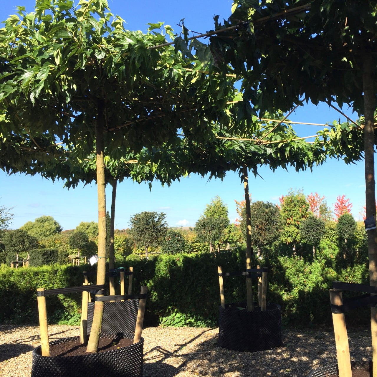 These are beautiful roof trees at the nursery. I use them for shade & they create great structure in a garden