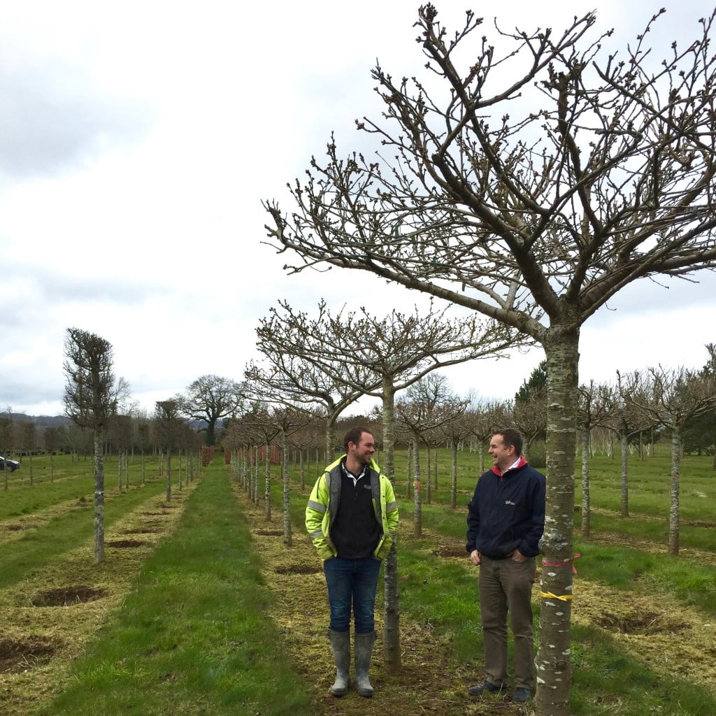 Cherry roof trees for a client selected by Jo Alderson Phillips of Joanne Alderson Design