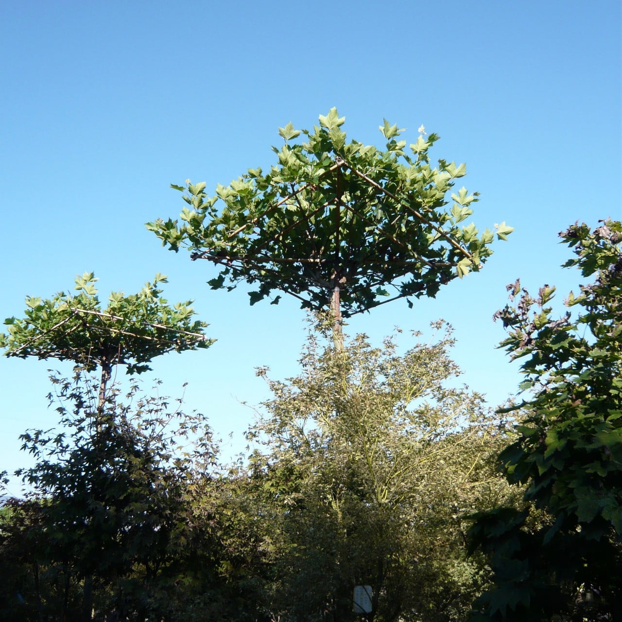 Fabulous roof tree at the nursery in Italy