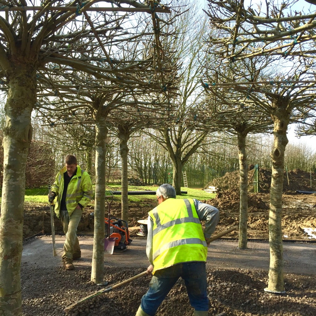Planting a grid of roof trees for my clients Grant & Emma in the Cotswolds. They provide shade & structure in a garden