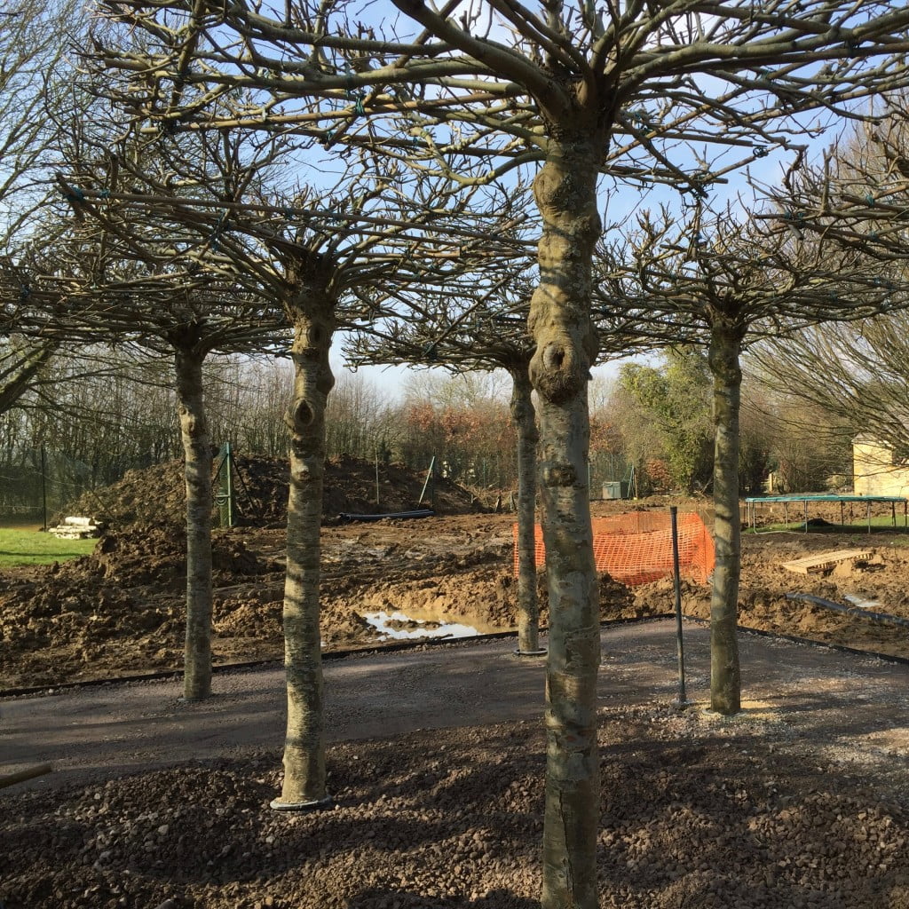 These are roof trees to provide a grid of shade & a sightline