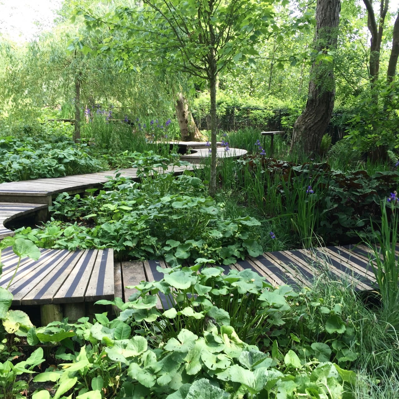 This is the boardwalk & bog garden with pretty ribbons of bog plants I designed for my client Kane. These are non slip strips