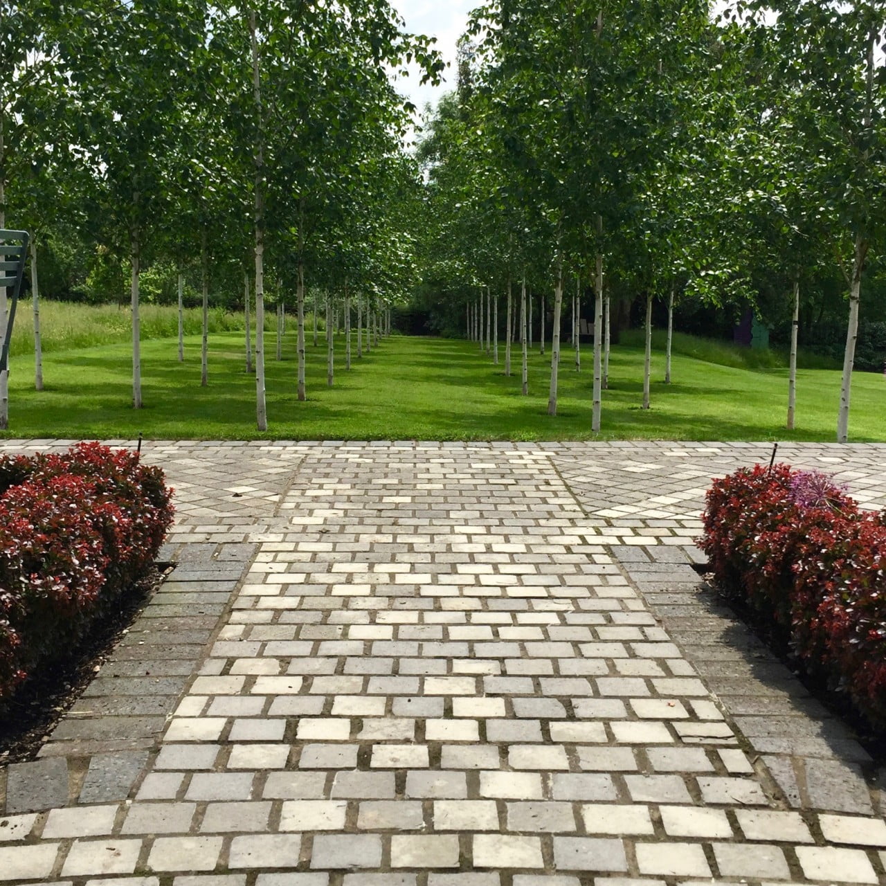 This is the view down one of the silver birch avenues I designed