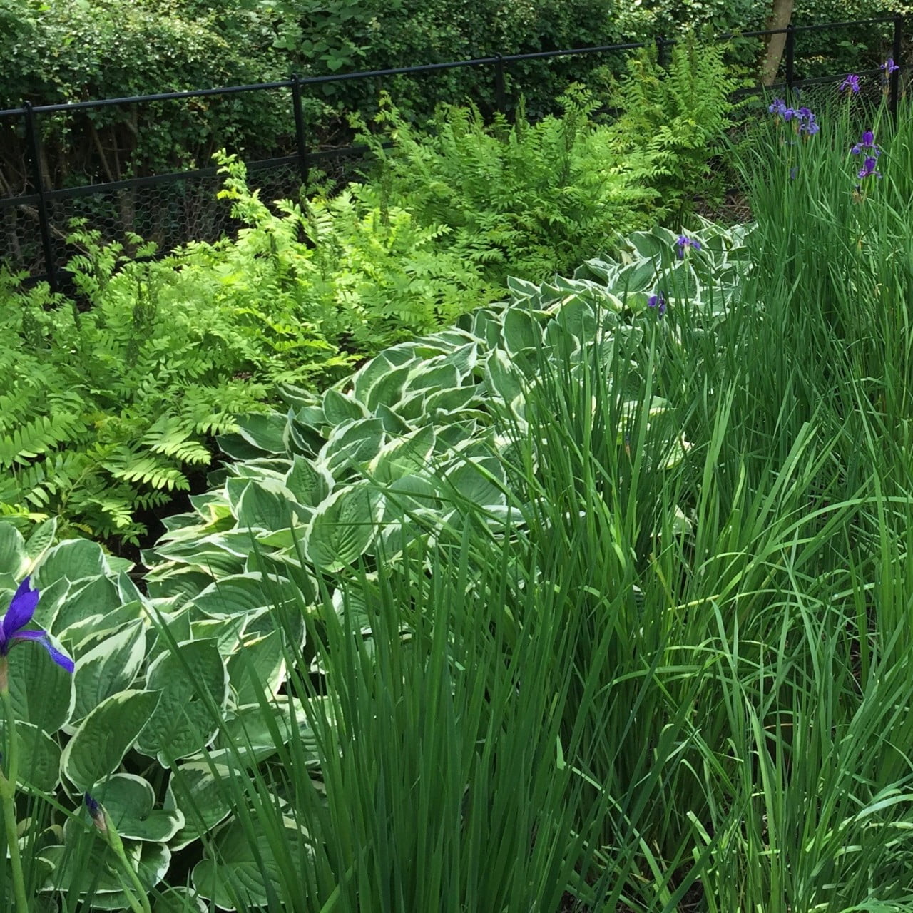 Ribbons of bog plants for my client Jane beside her boardwalk