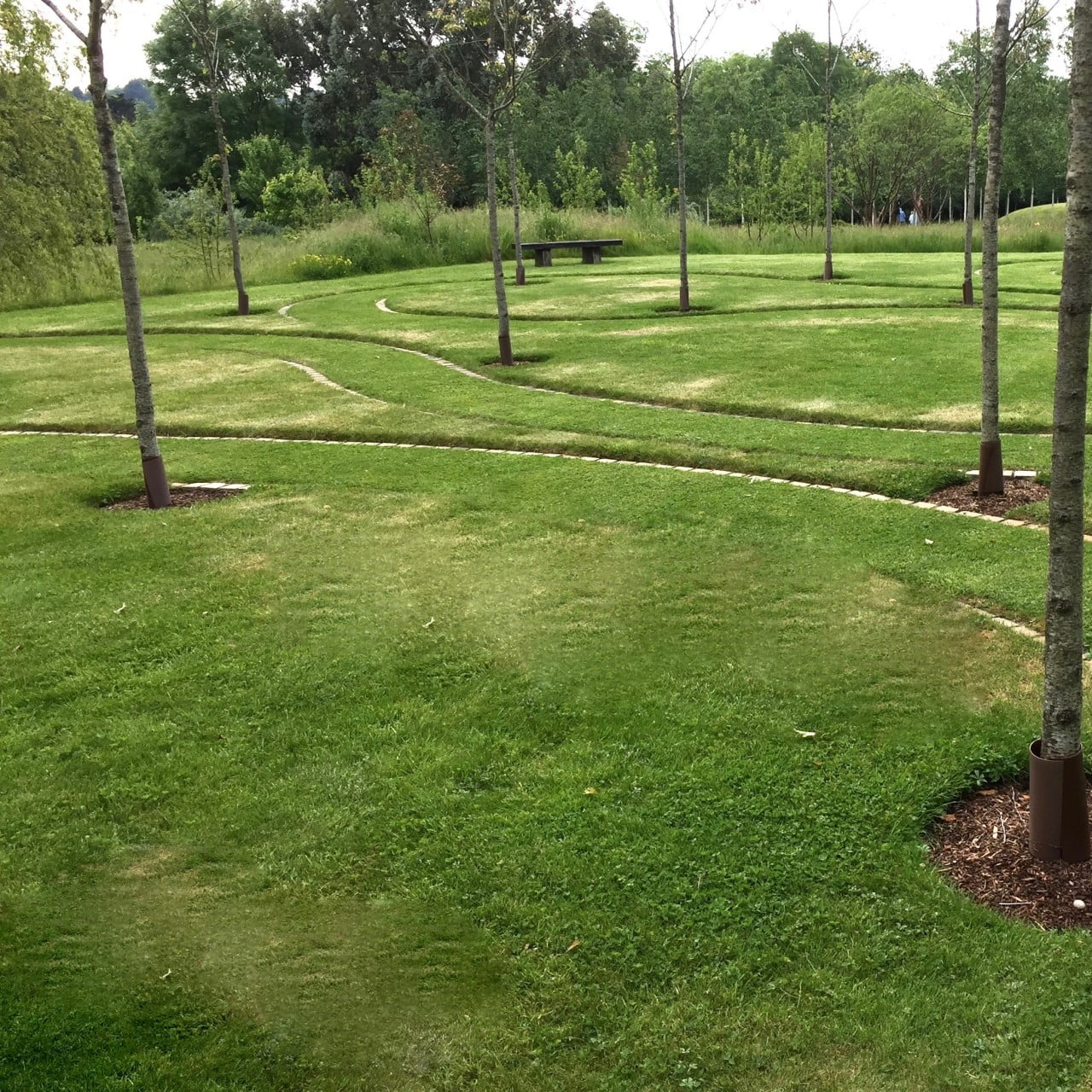 Mown paths around the winter flowering cherry trees