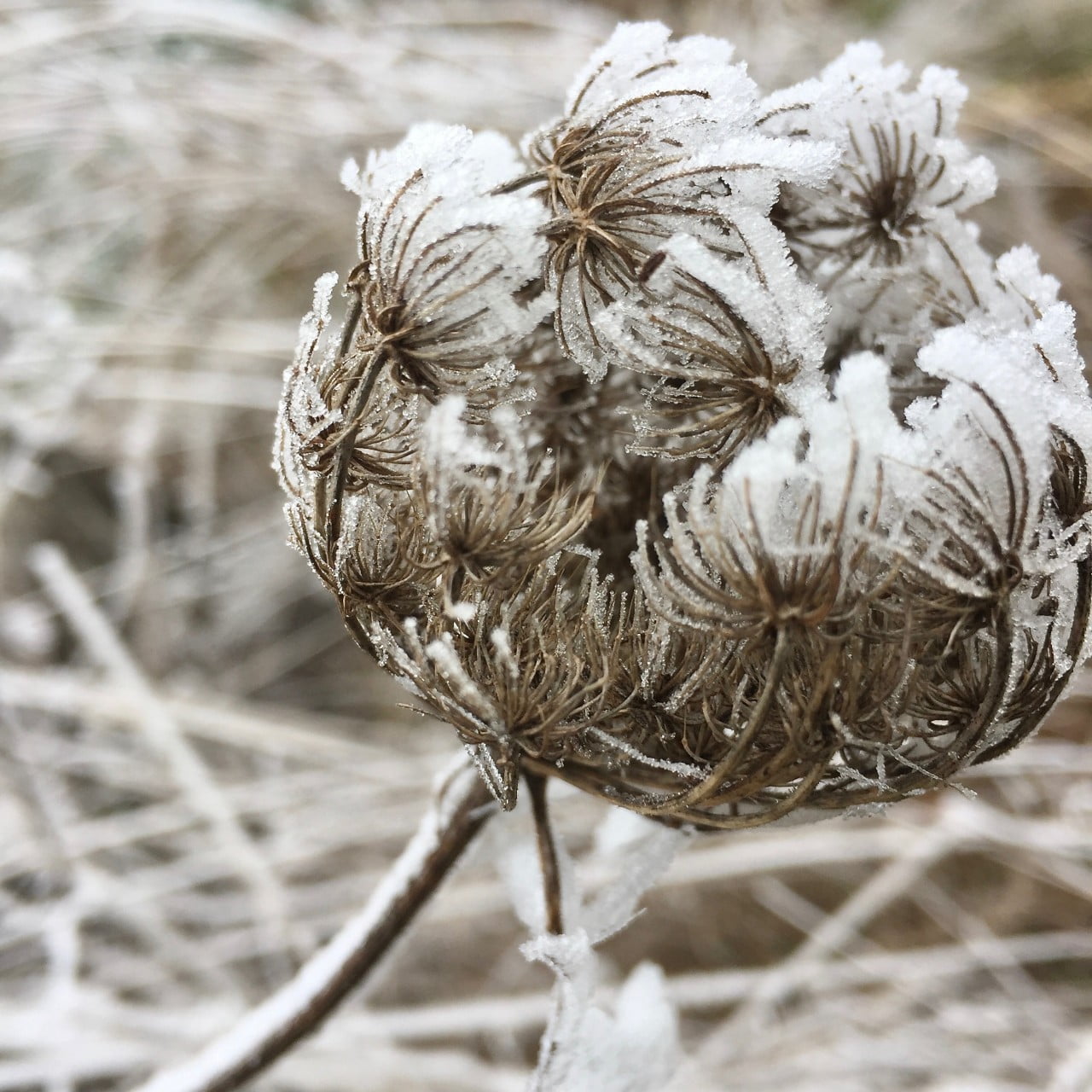 I took this photo of a weed seed head in France in January. A beautiful frosty seedhead.