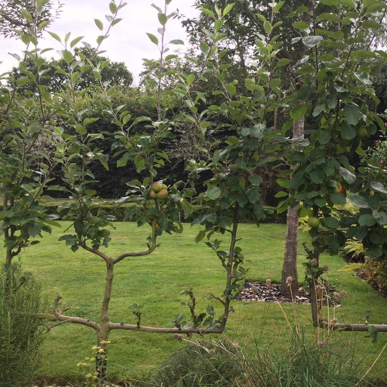 These are candelabra style apple trees in my own garden here in Berkshire. They are part of the herb bed