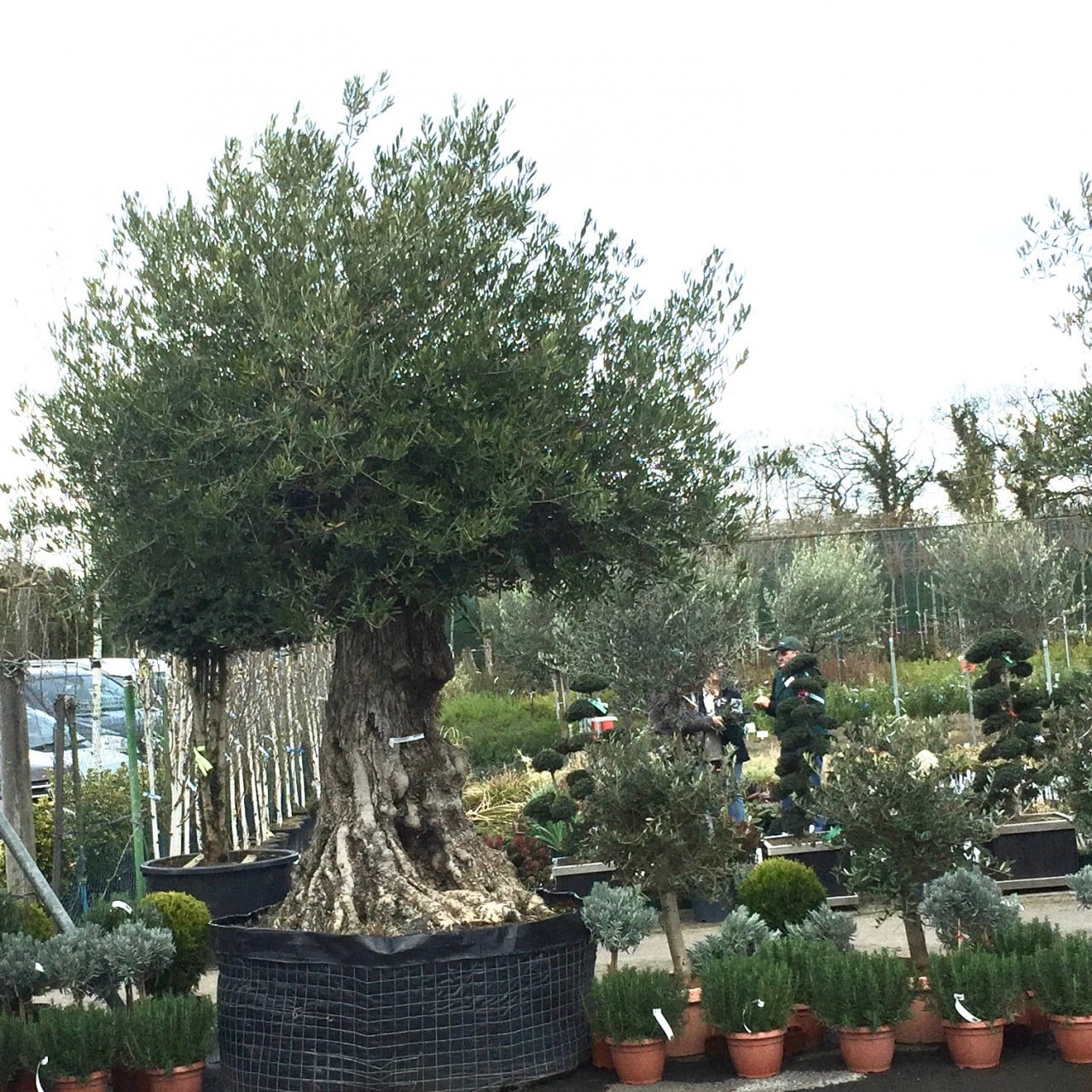 A lovely old olive tree for sale at Europlants on their open day for designers